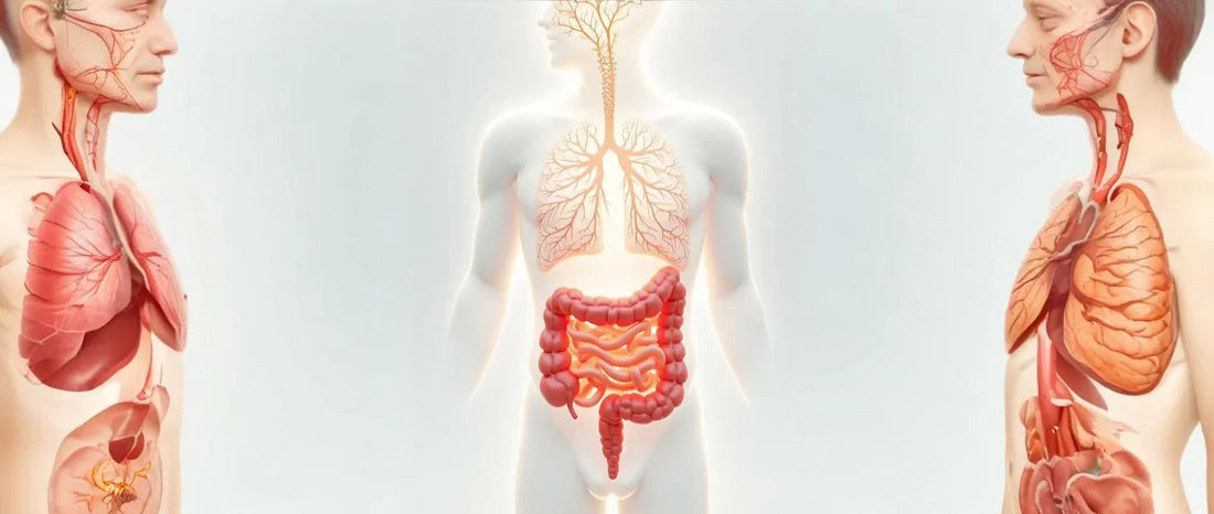 Longen en darmen verbinding - TCM uitleg | Yves Strick